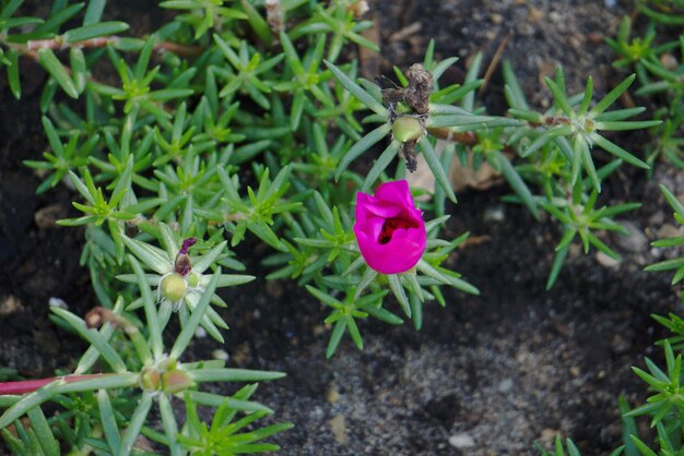 Close-up of flowers blooming outdoors