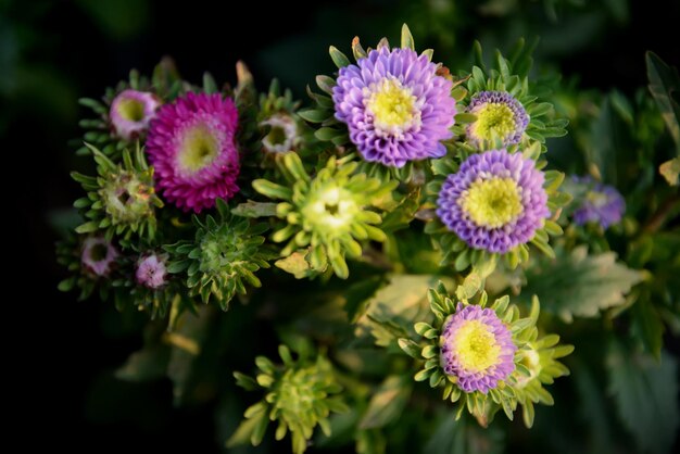 Foto close-up di fiori che fioriscono all'aperto