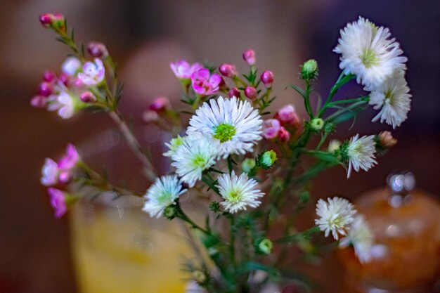 Close-up of flowers blooming outdoors