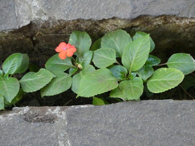 Close-up of flowers blooming outdoors