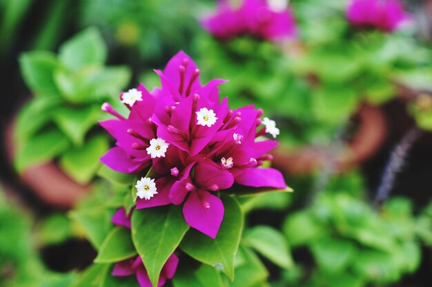 Close-up of flowers blooming outdoors