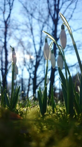 Close-up of flowers blooming outdoors