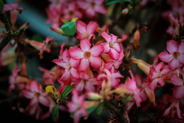 Foto close-up di fiori che fioriscono all'aperto