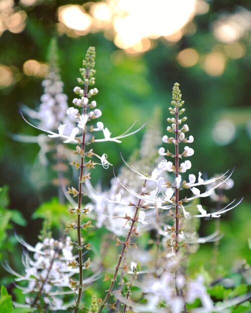 Close-up of flowers blooming outdoors