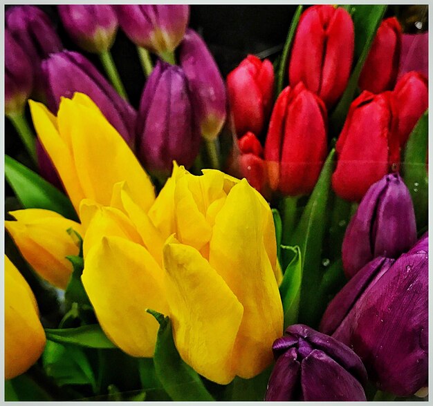 Close-up of flowers blooming outdoors