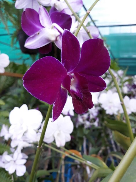 Close-up of flowers blooming outdoors