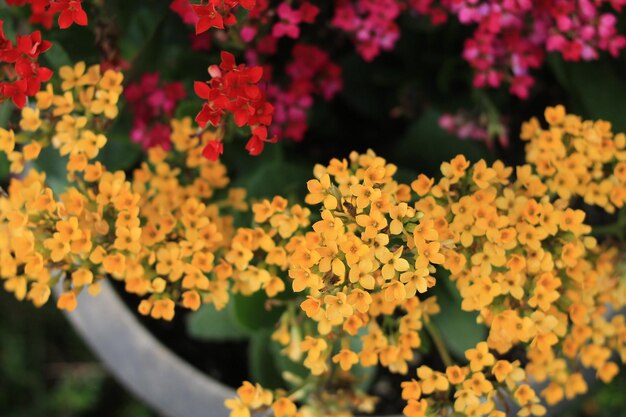 Close-up of flowers blooming outdoors