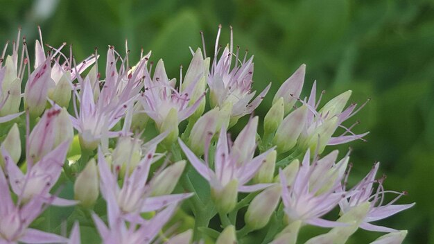 Photo close-up of flowers blooming outdoors