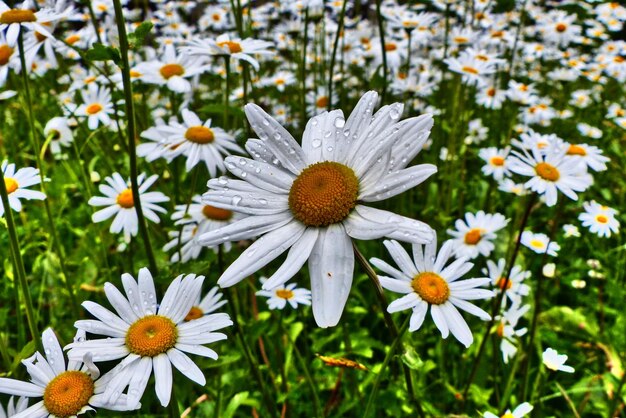 Close-up of flowers blooming outdoors