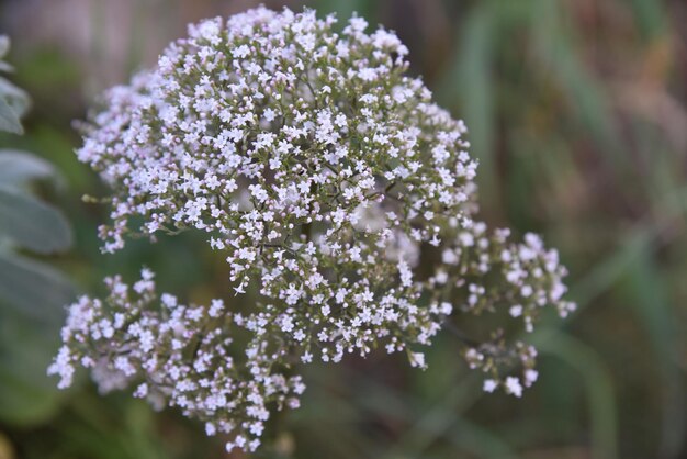 Photo close-up of flowers blooming outdoors