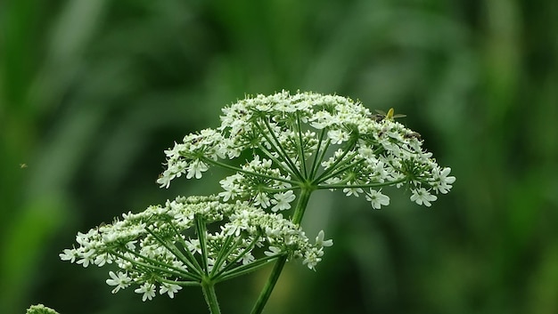 Close-up of flowers blooming outdoors