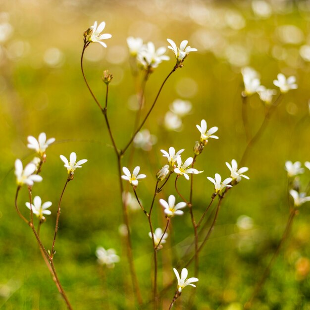 Close-up of flowers blooming outdoors