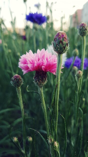 Close-up of flowers blooming outdoors