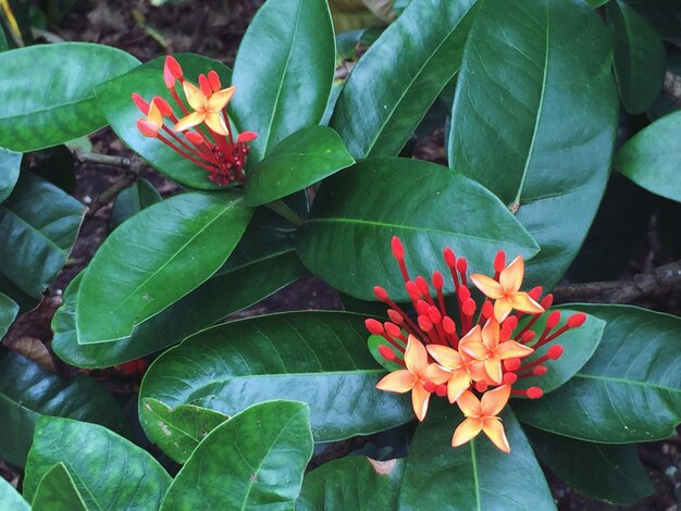 Close-up of flowers blooming outdoors