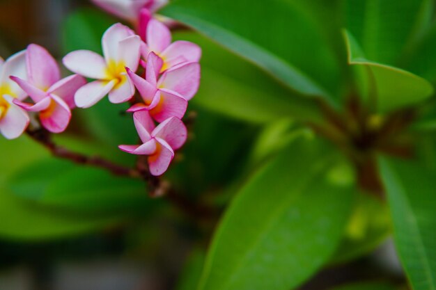 Close-up of flowers blooming outdoors