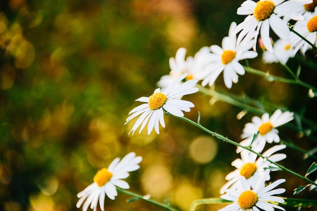 Photo close-up of flowers blooming outdoors