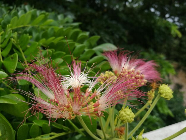 Close-up of flowers blooming outdoors