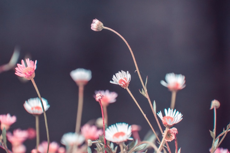 Photo 外でいている花のクローズアップ