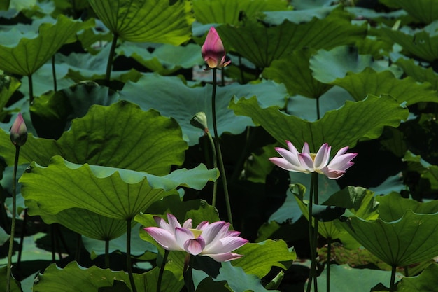 Close-up of flowers blooming outdoors