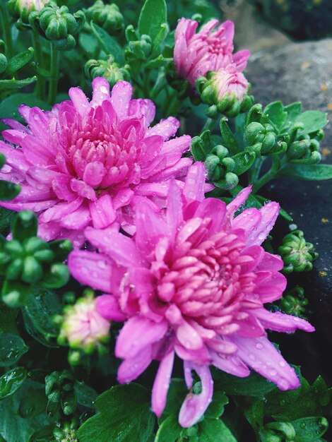 Close-up of flowers blooming outdoors