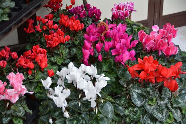 Close-up of flowers blooming outdoors