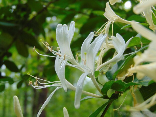 Close-up of flowers blooming outdoors