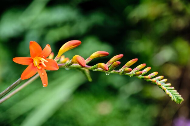 Close-up of flowers blooming outdoors