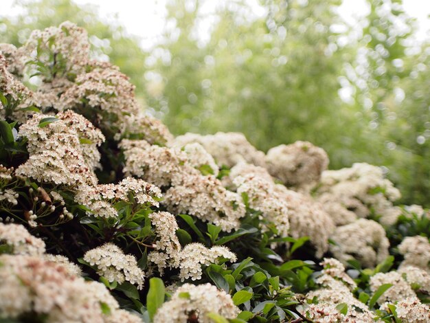 Photo close-up of flowers blooming outdoors