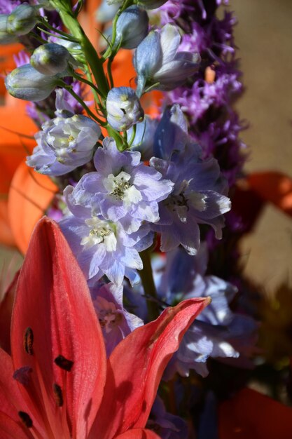 Close-up of flowers blooming outdoors