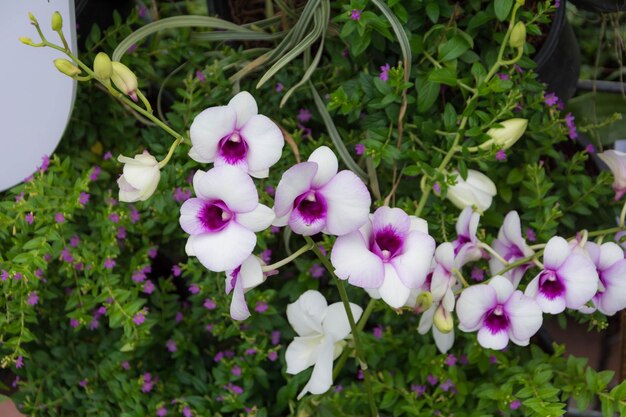 Close-up of flowers blooming outdoors