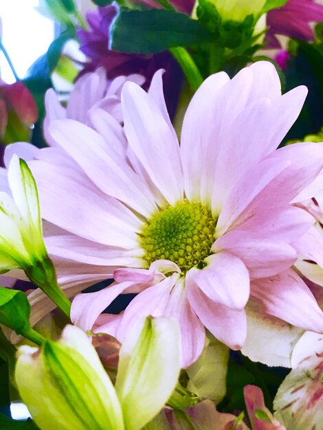 Close-up of flowers blooming outdoors