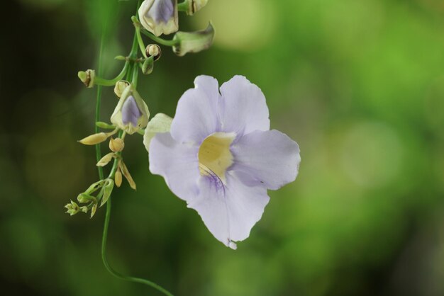 Photo close-up of flowers blooming outdoors