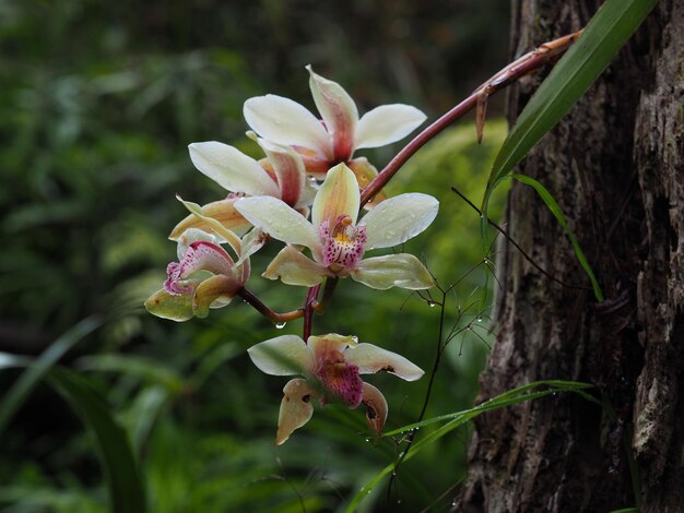 Close-up of flowers blooming outdoors