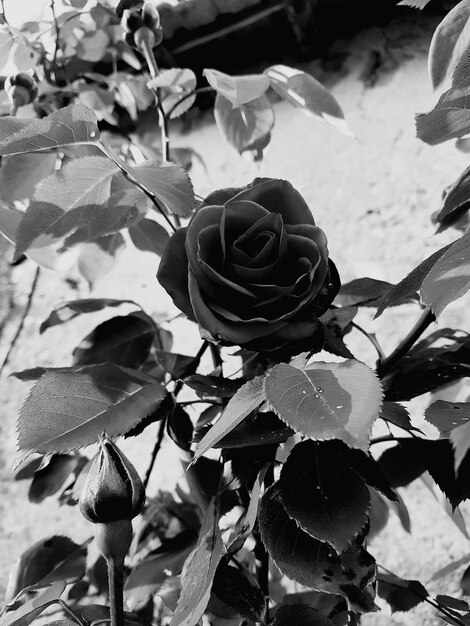 Close-up of flowers blooming outdoors