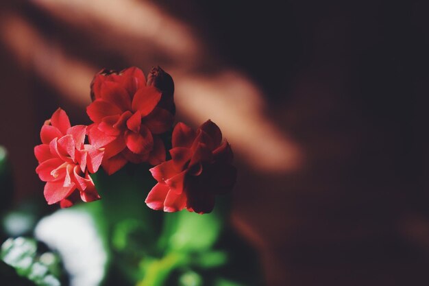 Close-up of flowers blooming outdoors