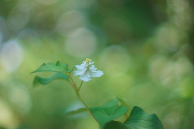 Close-up of flowers blooming outdoors