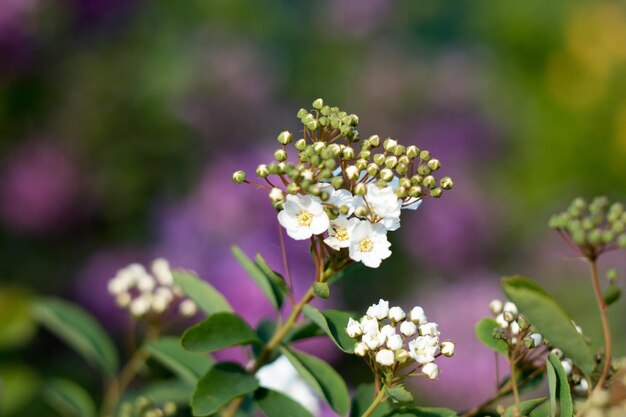 Photo close-up of flowers blooming outdoors