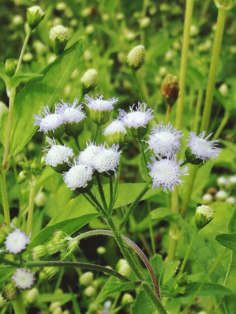 Close-up of flowers blooming outdoors