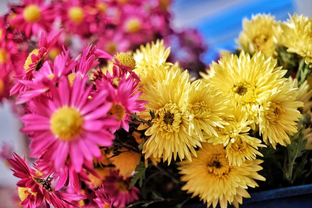 Foto close-up di fiori che fioriscono all'aperto