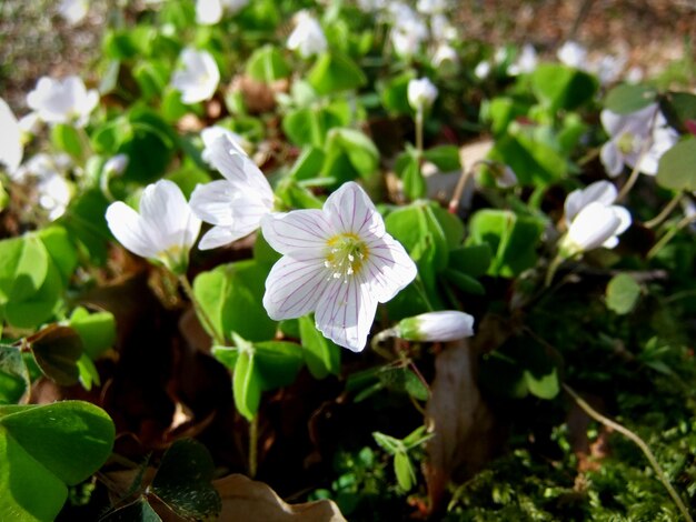 Close-up of flowers blooming outdoors