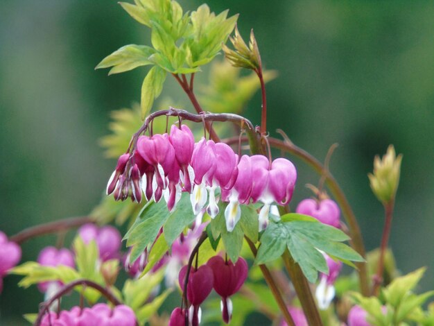 Foto close-up di fiori che fioriscono all'aperto