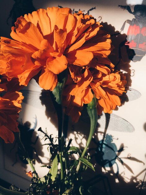 Close-up of flowers blooming outdoors