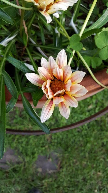 Photo close-up of flowers blooming outdoors