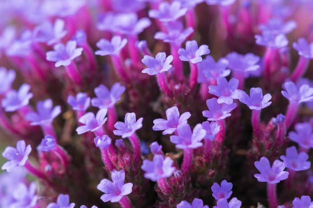 Close-up of flowers blooming outdoors