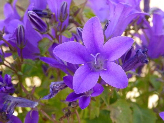 Close-up of flowers blooming outdoors