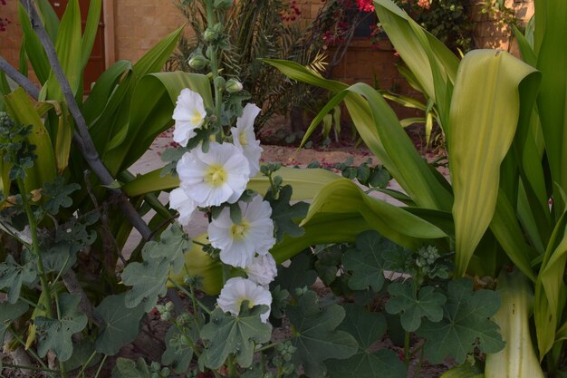 Foto close-up di fiori che fioriscono all'aperto