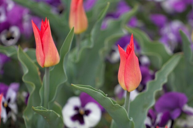 Photo close-up of flowers blooming outdoors