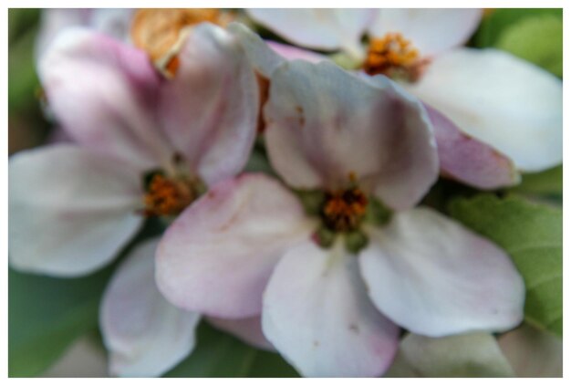 Close-up of flowers blooming outdoors