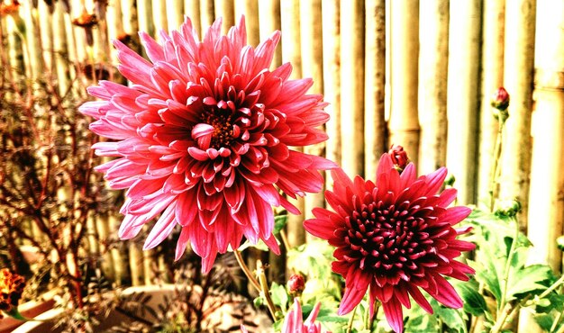 Close-up of flowers blooming outdoors