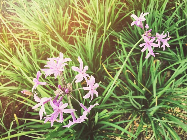 Close-up of flowers blooming outdoors